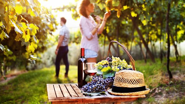 Пикник на винограднике