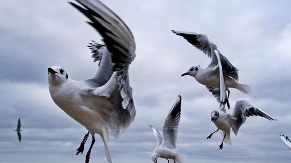 Чайки на берегу Балтийского моря в Тиммендорфер-Штранде