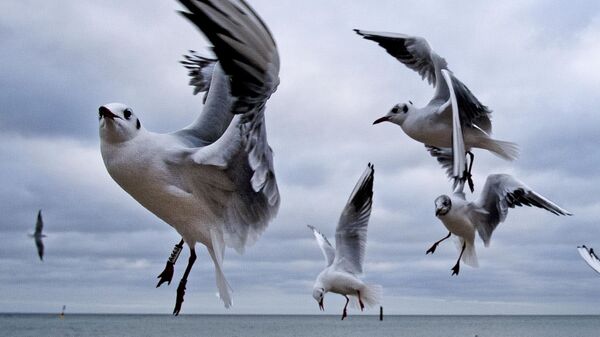 Чайки на берегу Балтийского моря в Тиммендорфер-Штранде