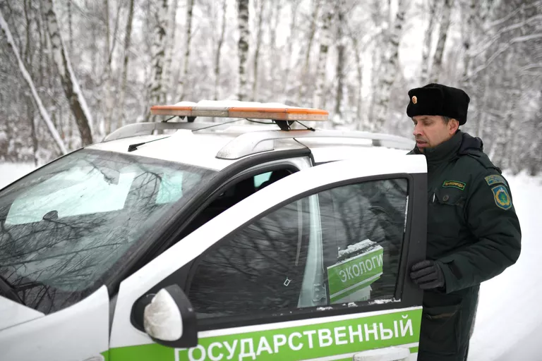 Рейд по незаконной вырубке елок в парке Кузьминки Рейд по незаконной вырубке елок в парке Кузьминки