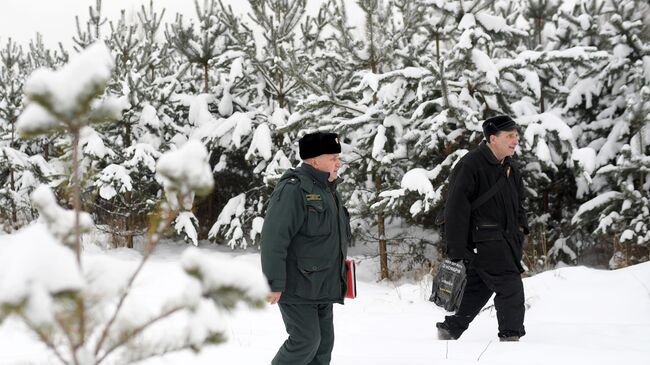 Рейд по незаконной вырубке елок