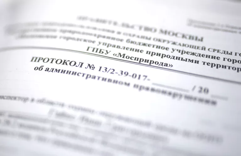Рейд по незаконной вырубке елок в парке Кузьминки Рейд по незаконной вырубке елок в парке Кузьминки