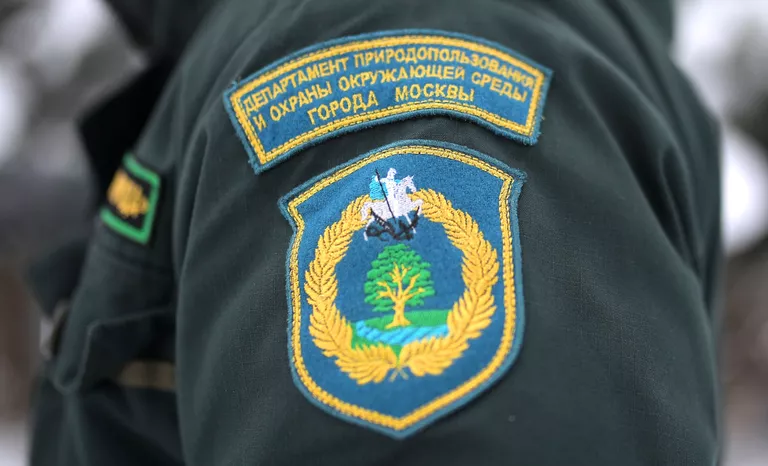Рейд по незаконной вырубке елок в парке Кузьминки Рейд по незаконной вырубке елок в парке Кузьминки