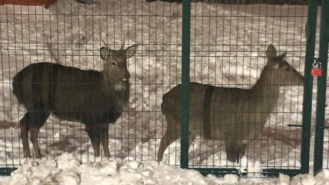 Пара пятнистых оленей в вольере одного из частных домов в Нижнем Новгороде 