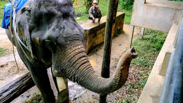 Слон в окрестностях национального парка Као Сок в провинции Сураттани