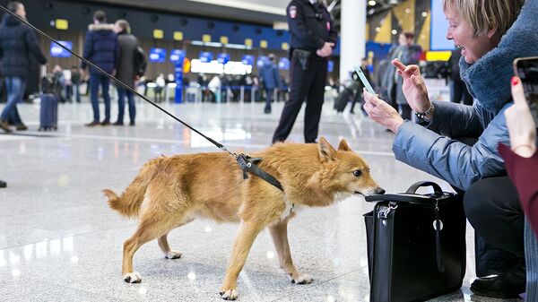 Служебная собака кинологической службы авиакомпании Аэрофлот
