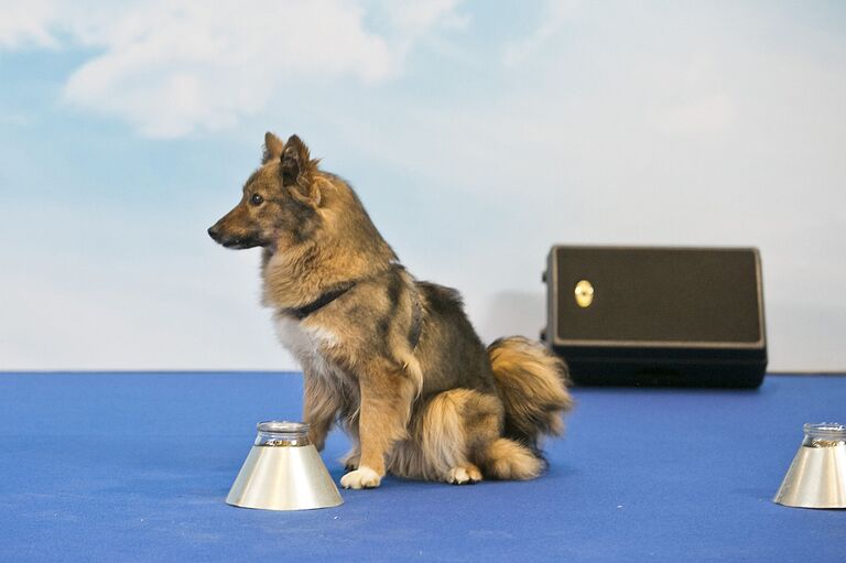 Шалайка Шалайка