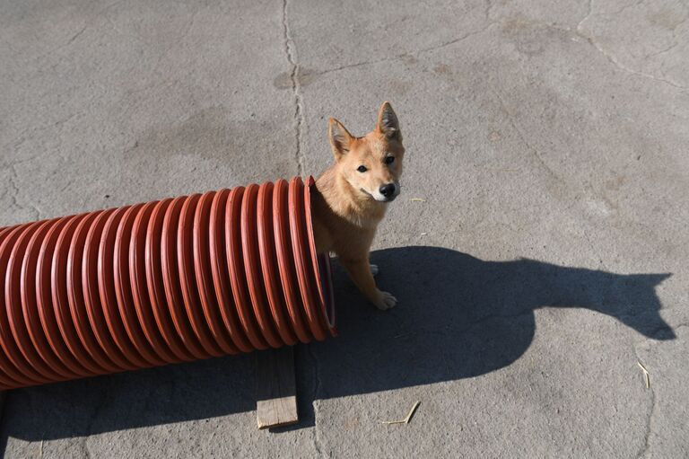 Служебная собака кинологической службы авиакомпании Аэрофлот Служебная собака кинологической службы авиакомпании Аэрофлот