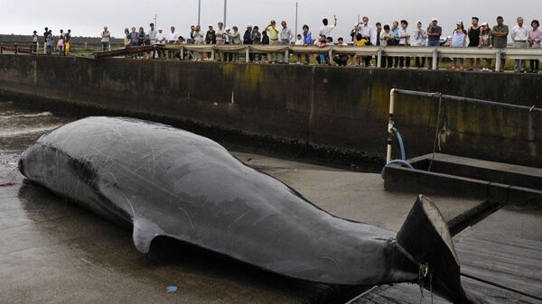 Выловленный кит в порту Вада недалеко от Токио 