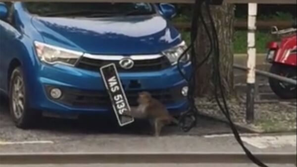 Обезьяна ворует автомобильный номерной знак, Малайзия