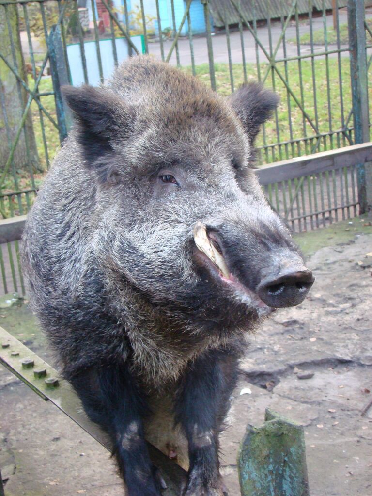 Кабан Арнольд в Калининградском зоопарке Кабан Арнольд в Калининградском зоопарке