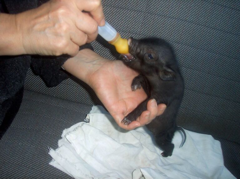 Поросенок прося в Калининградском зоопарке Поросенок прося в Калининградском зоопарке