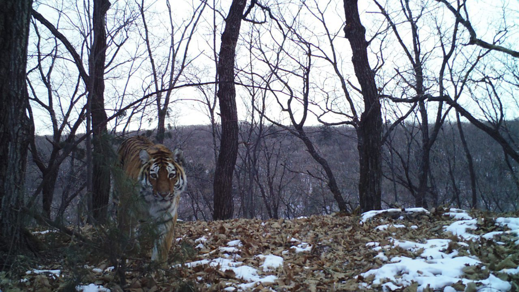 Амурский тигр - РИА Новости, 1920, 12.03.2025
