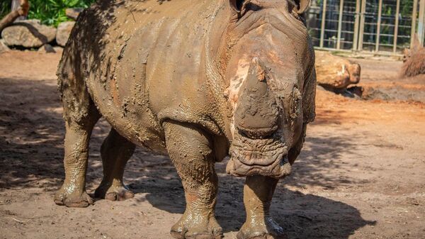 Носорог в зоопарке города Мельбурн в американском штате Флорида