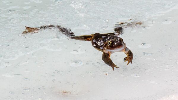 Лягушка, вмерзшая в лед озера