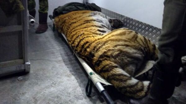 Амурский тигр, который начал наведываться на пограничную заставу в Уссурийске