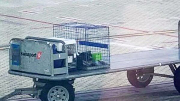 Клетка с собакой пассажирки авиарейса Люси Ширер в аэропорту Кернса в Квинсленде