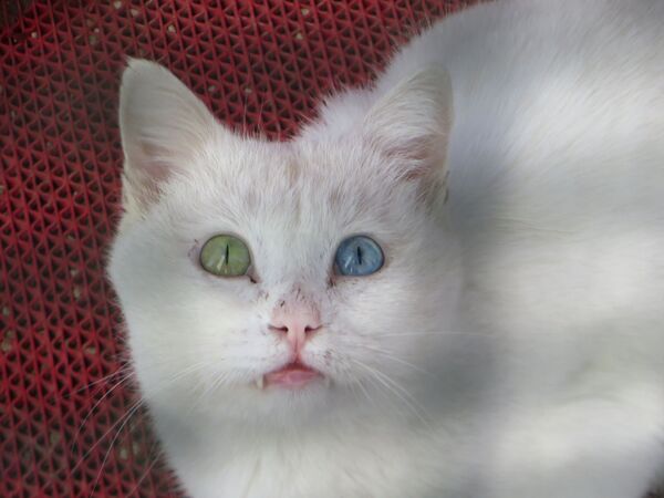 Белый Кот Порода С Фото
