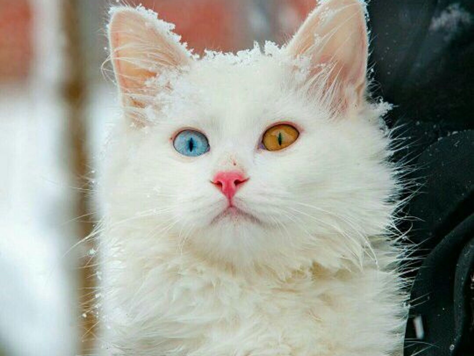 Ангорская Кошка Фото Белая