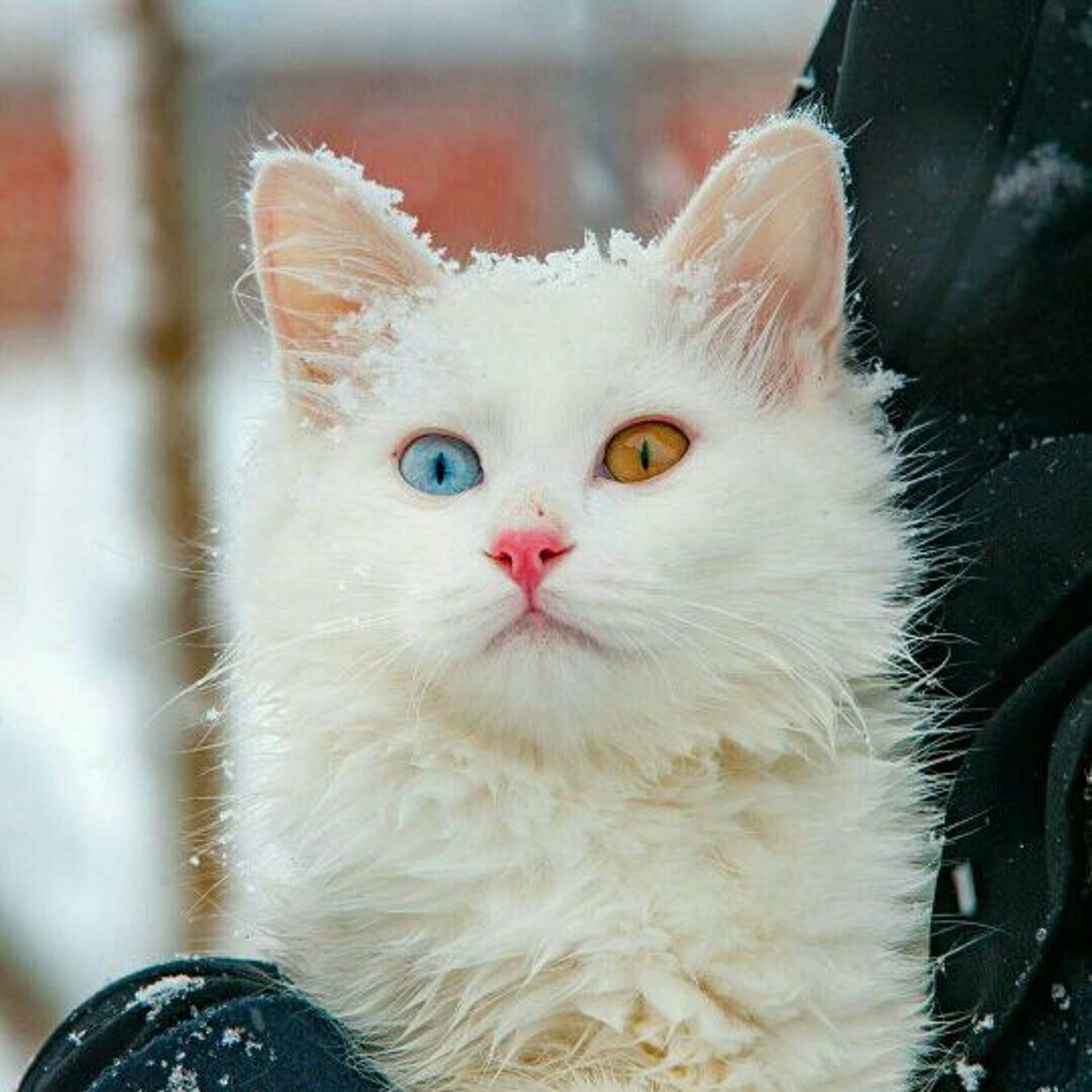 белая разноглазая кошка
