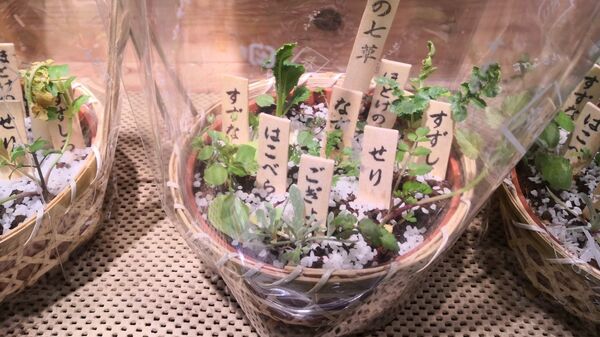 Корзинки с высаженными в ней ростками нескольких растений на прилавке японского магазина