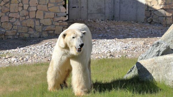 Белый медведь Норд в Таллинском зоопарке