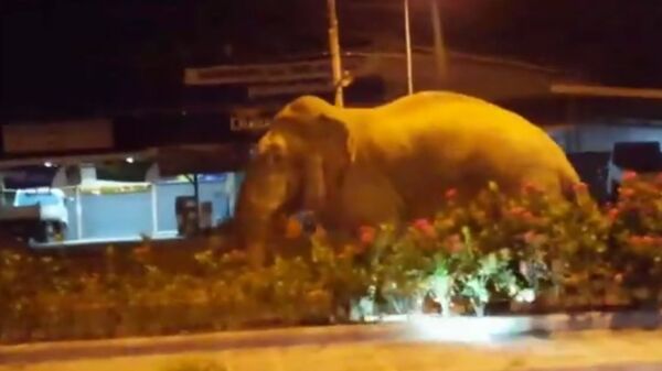 Слон на улице в Тайланде