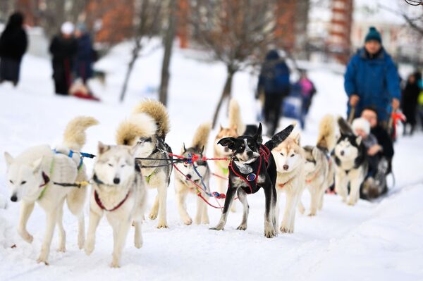Посетители катаются на собачьих упряжках в парке Царицыно в Москве