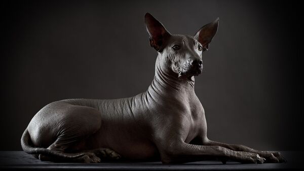 Ксолоитцкуинтли, или мексиканская голая собака
