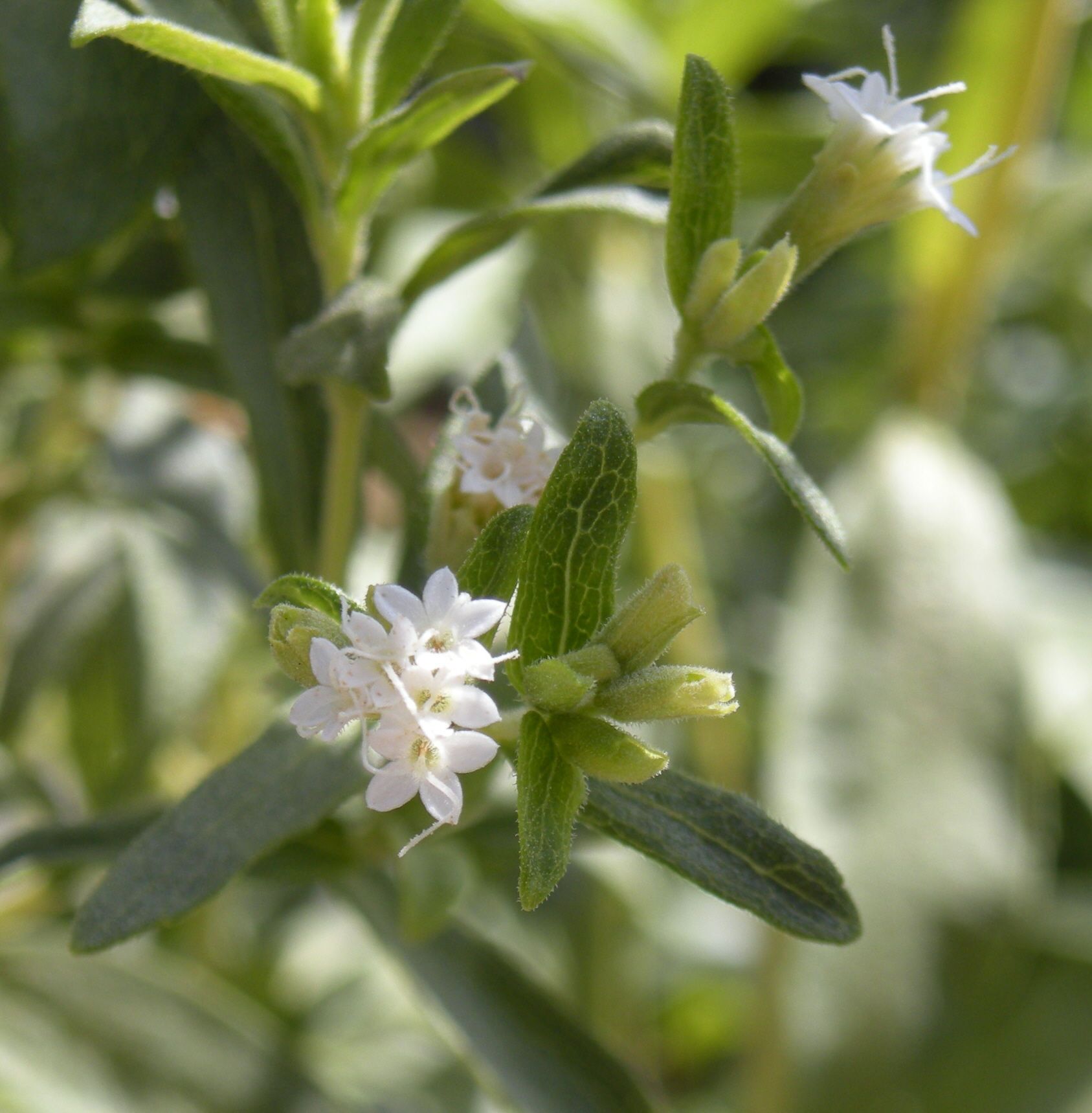 Стевия (Stevia rebaudiana) - РИА Новости, 1920, 20.11.2020