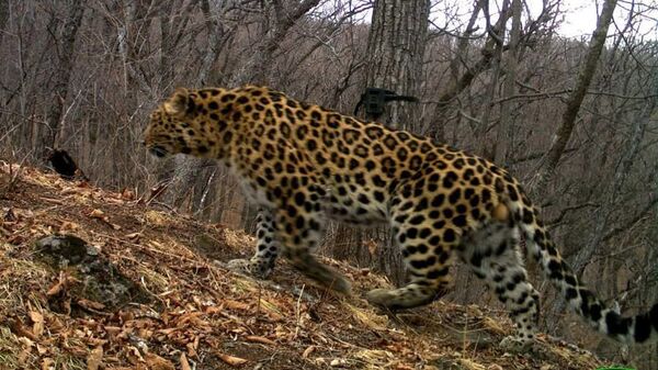 Дальневосточный леопард Всеволод. Архивное фото