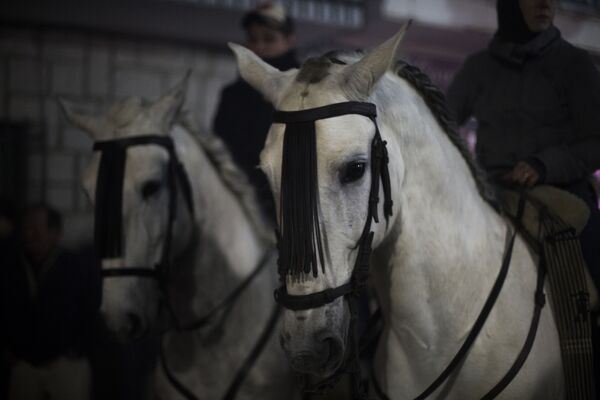 Лошади перед началом ежегодного фестиваля Las Luminarias в испанской деревне Сан-Бартоломе-де-Пинаре