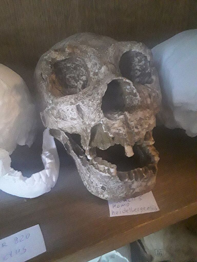 Череп гейдельбергского человека, который жил в Европе 700-345 тысяч лет назад , хранится на кафедре антропологии биологического факультетая МГУ им М.В. Ломоносова
Череп гейдельбергского человека, который жил в Европе 700-345 тысяч лет назад , хранится на кафедре антропологии биологического факультетая МГУ им М.В. Ломоносова