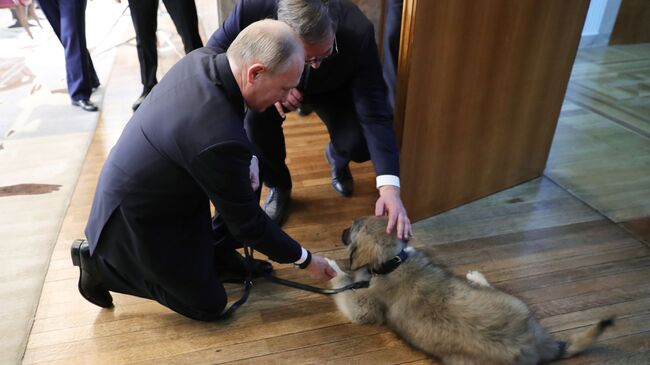 Президент РФ Владимир Путин и президент Республики Сербии Александр Вучич гладят щенка шарпланинской овчарки, подаренного А. Вучичем российскому президенту. 17 января 2019