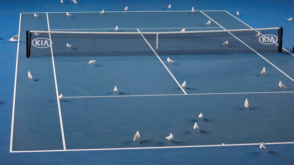 Корт Australian Open с чайками