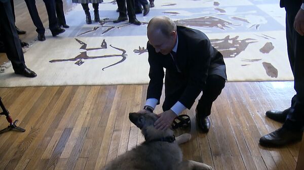 Президент Сербии подарил Путину щенка шарпланинской овчарки