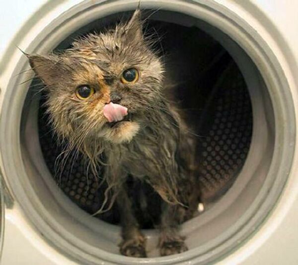 Кошка в стиральной машине