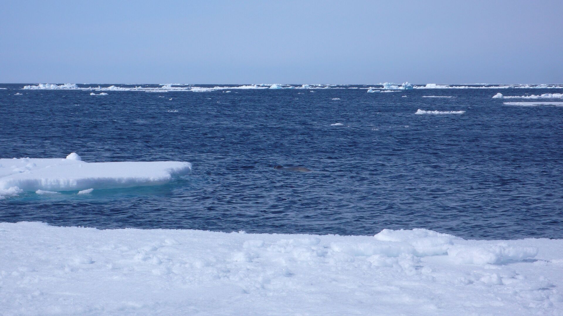 Тюлень охотится за рыбой. Полынья в арктических льдах привлекает все живое - РИА Новости, 1920, 07.07.2020
