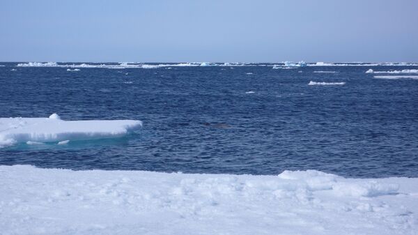 Тюлень охотится за рыбой. Полынья в арктических льдах привлекает все живое