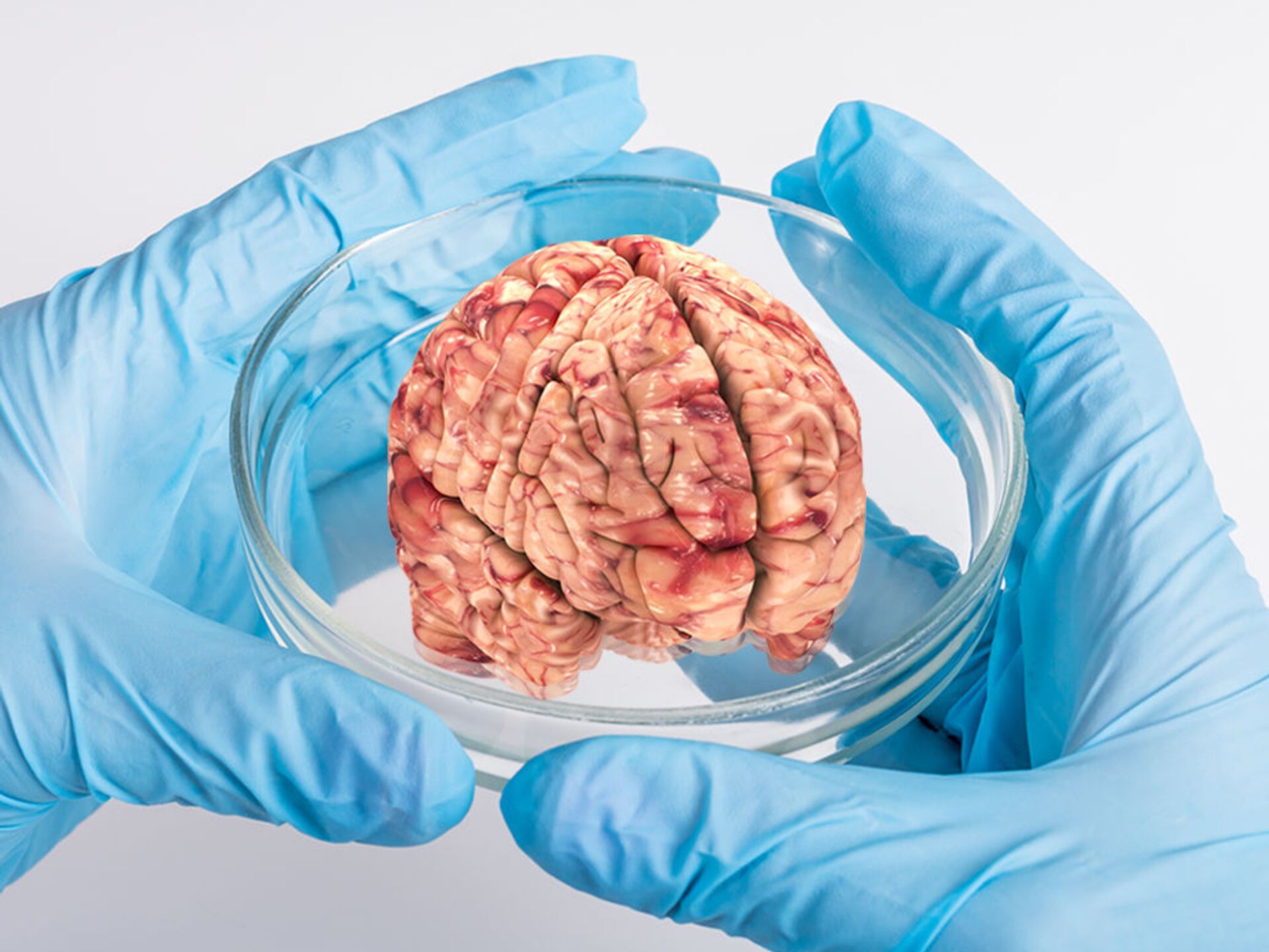 Человеческий мозг фото