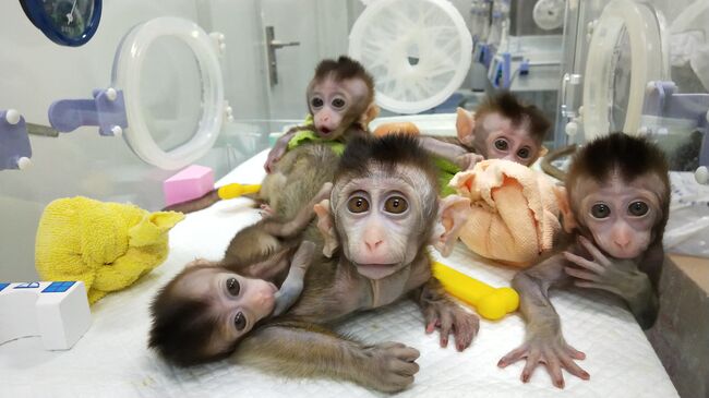 Пять клонированных обезьян в лаборатории Института нейронаук Шанхая при Китайской академии наук. 24 января 2019