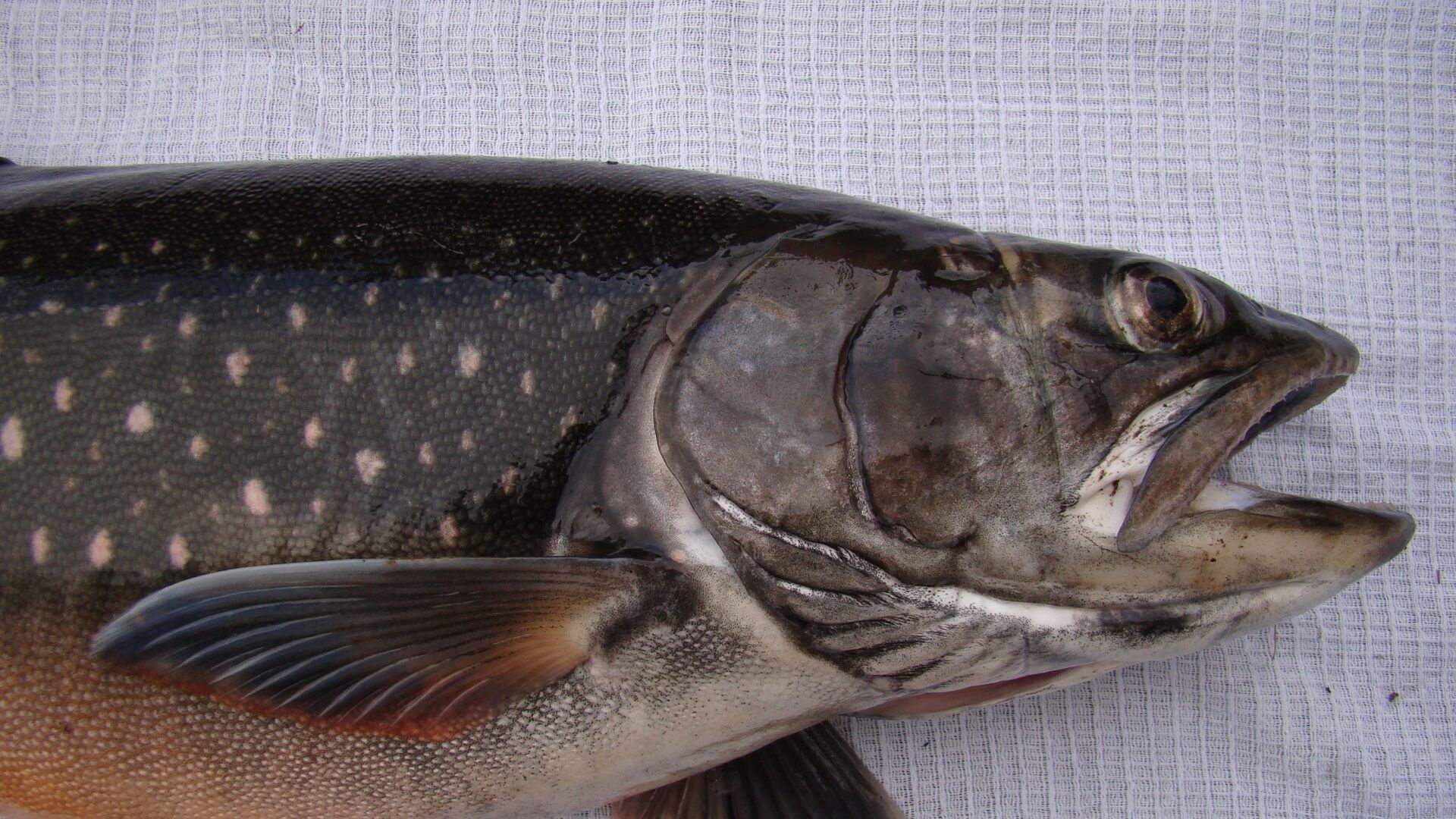 Рыба Salvelinus boganidae Боганидский голец - РИА Новости, 1920, 24.01.2019