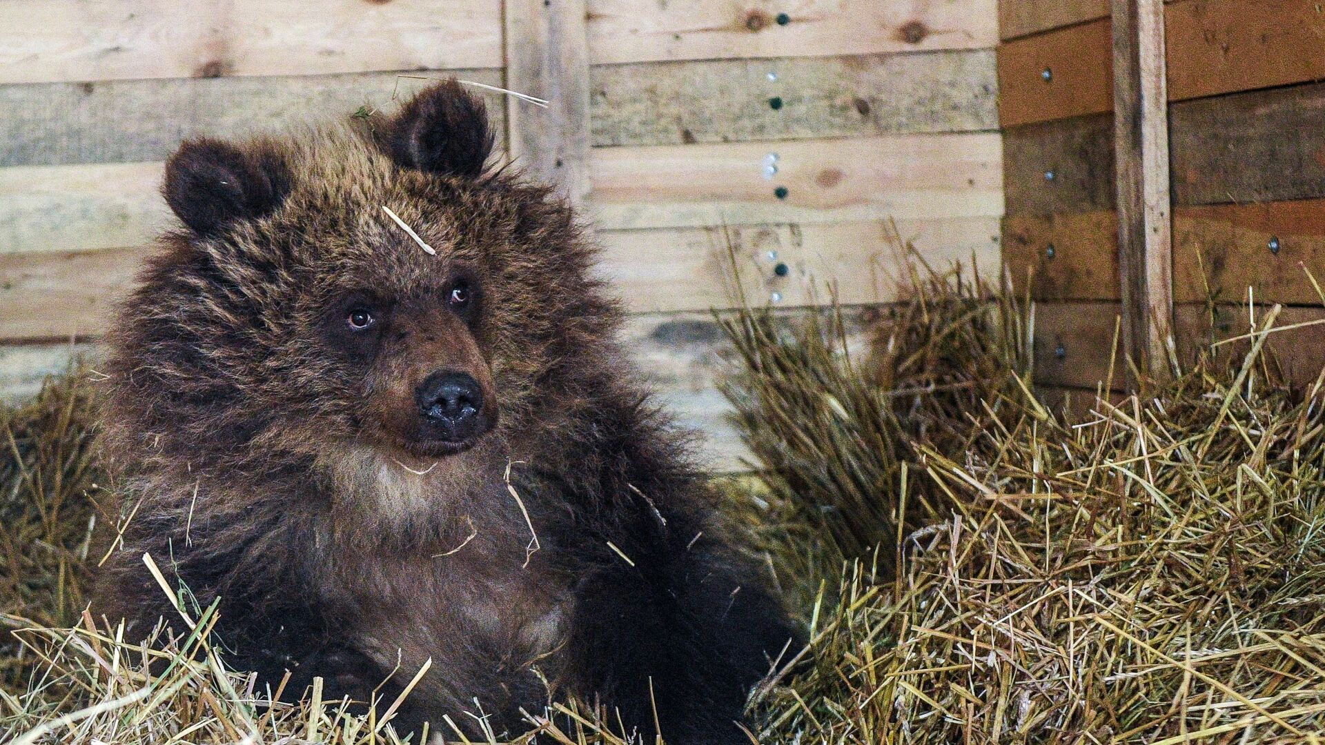 В 47 российских регионах действуют центры реабилитации диких животных - РИА  Новости, 03.03.2020