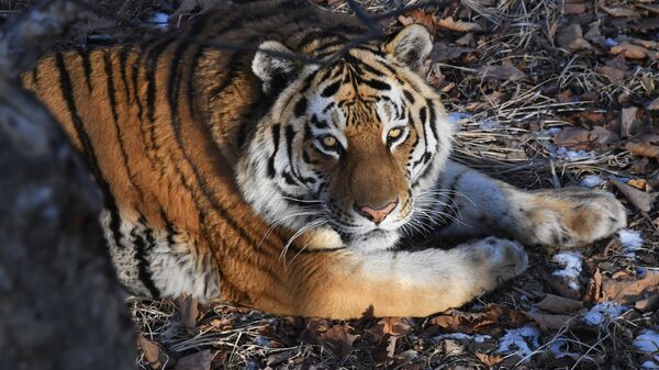 Тигр Амур в Приморском сафари-парке. Архивное фото