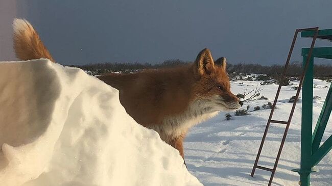 Лисица, зашедшая на кордон Исток на берегу Кроноцкого озера