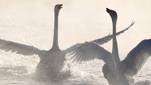 Лебеди-кликуны на Лебедином озере, расположенном на территории государственного природного комплексного заказника Лебединый в Алтайском крае