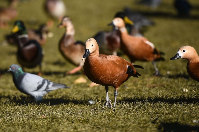 Утки огари в парке Царицыно в Москве. Утки огари в парке Царицыно в Москве.
