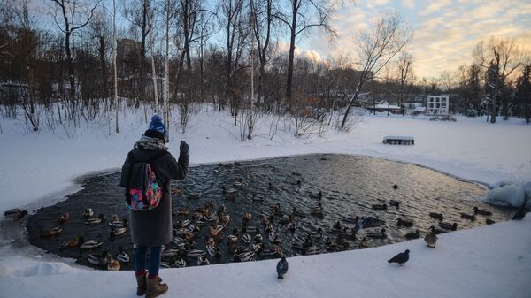 Девушка кормит птиц в Центральном парке культуры и отдыха имени Горького в Москве.