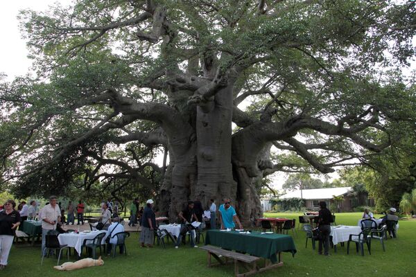 Big Baobab Pub