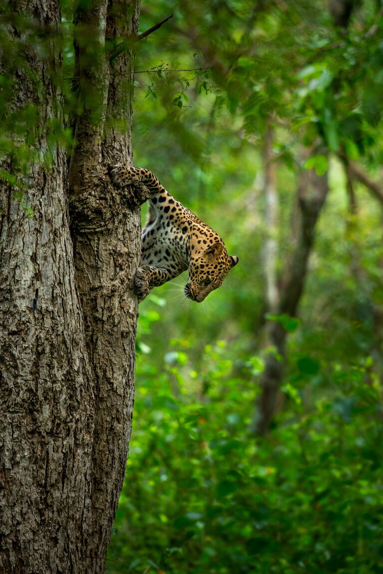 Работа победителя конкурса 2018 Photographer of the year by Panasonic